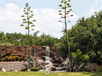 Waterfalls And Century Plants