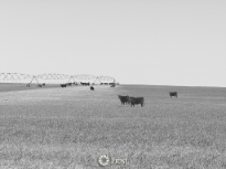 Cattle Grazing