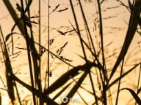 Fields Of Texas
