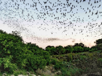 Bracken Cave at Dusk