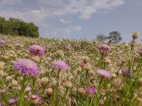 Wild Thistle in Spring