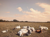 Texas Cows