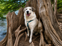 Where Roots Meet Paws