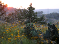 Cactus and Wildflowers at Sunset 