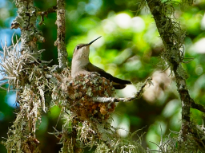 Mama Hummingbird 