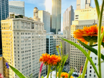 Wild Flowers and Downtown