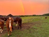 Horses at Sunset