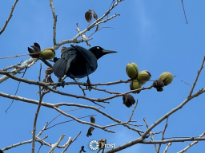Black Bird in a Pecan Tree