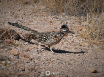 Road Runner Visit
