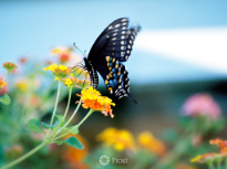 Pipevine Black Swallowtail