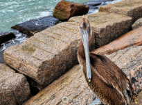 Pelican on the Jetty