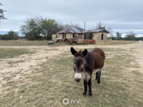 Cute Donkey and Old Truck