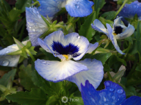Dewy Morning Flowers