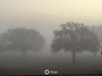Foggy Morning