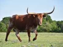 Longhorn Cow 