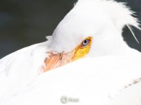 Pelican taking a rest