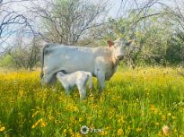 New Life on the Pasture