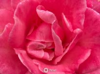 Pink Rose From My Garden