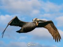 Pelican in Flight