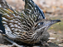 Greater Roadrunner