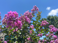 Summer Flowers