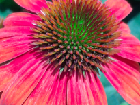Coneflower