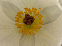 Poppy Center