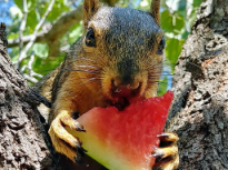 Squirrel Enjoying Watermelon on a Hot Day