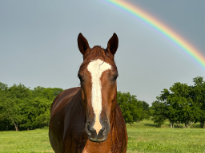 The Mare After the Storm
