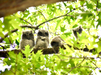 Baby Eastern Screech Owls