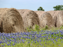 Bluebonnets and Hay Bales