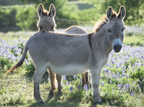 Donkeys In Bluebonnets
