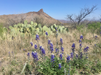 Big Bend Blue Bonnets