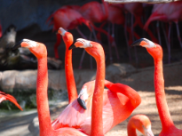 Flamingos at the Zoo