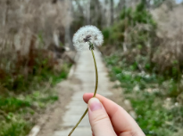 Dandelion