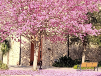 Pink Trumpet Tree