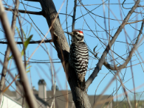 Ladder Backed Woodpecker