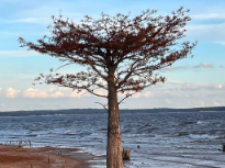 Old Tree by the Lake