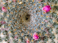 Spike Spiral