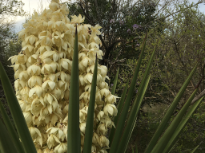 Spring Yucca and Mountain Laurel
