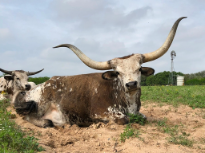Longhorn Guarding the Pasture