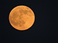 Orange Moon 