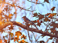 Bird In A Tree 