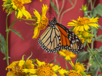 Monarch Butterfly