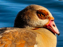 Egyptian Goose