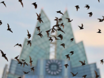 Austin's Bat Colony