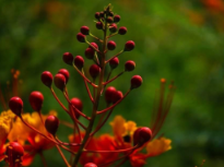 Texas Flowers