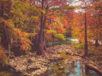 Fall at the Comal River