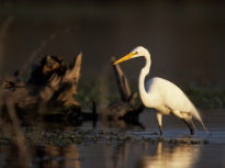 Great White Egret
