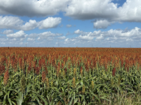 Farmland 